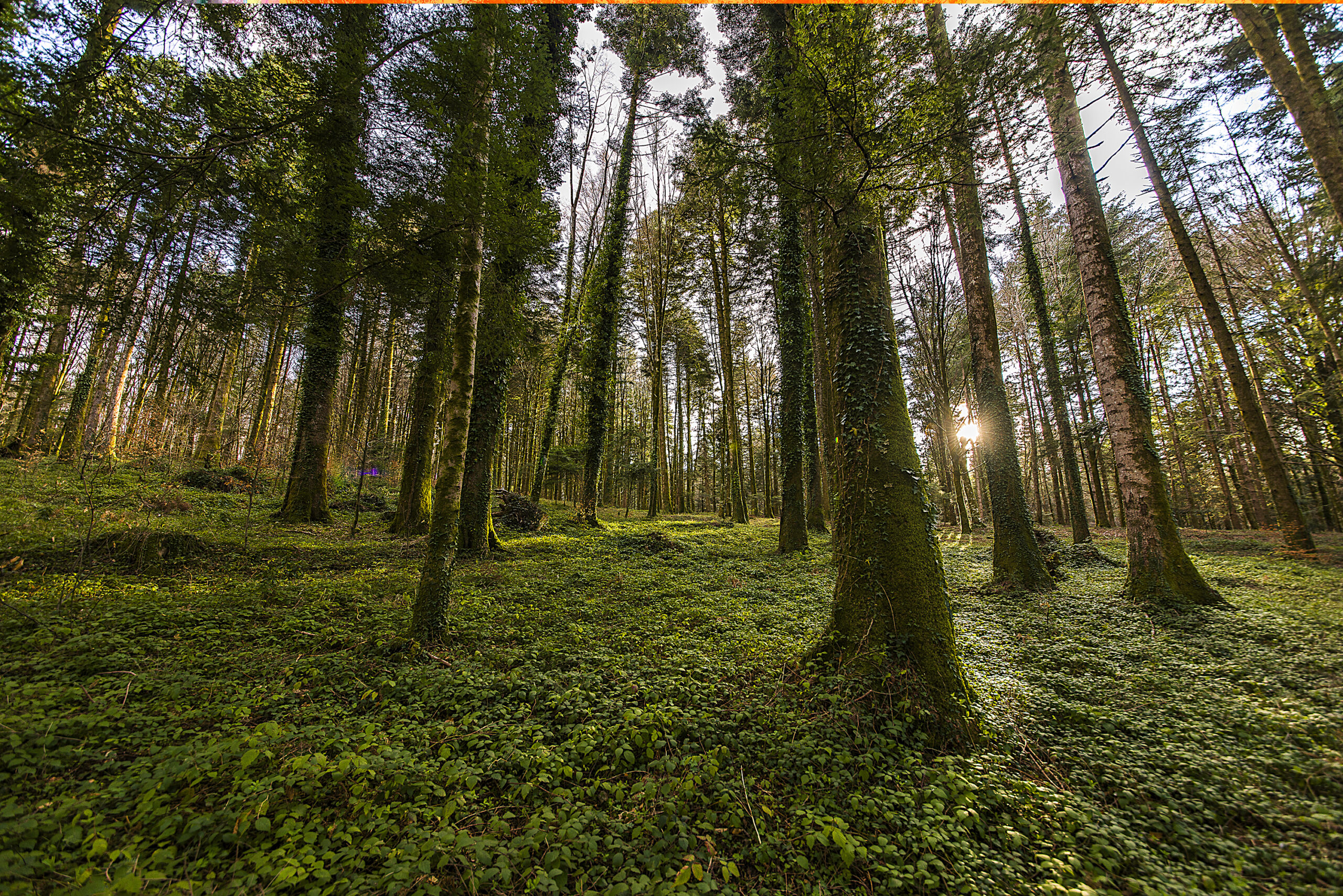 Foresta-presso-Santa-Maria-Serra-San-Bruno-VV-scaled